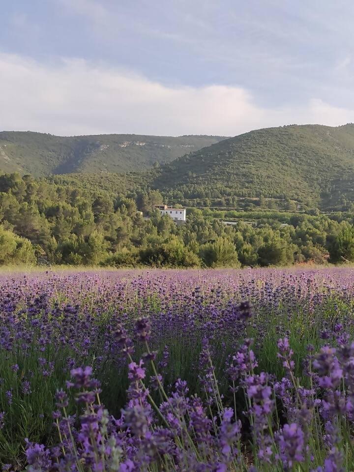 Eco Maset Alojamiento Rural Rodeado De Naturaleza Ayelo de Malferit Εξωτερικό φωτογραφία